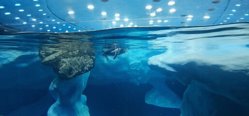 penguins in zoo. loropark
tenerife