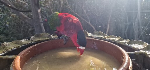 Eclectus roratus  Moluccan eclectus is a parrot native to the Maluku Islands. It is unusual in the...