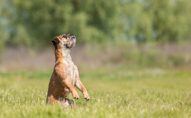 Border Terrier dog standing on hind legs on green grass in the park