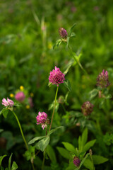 pink flower Trifolium close up. Green nature background 