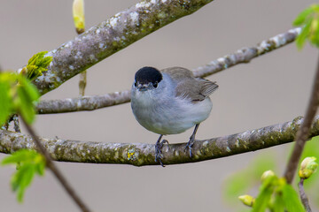 M&ouml;nchsgrasm&uuml;cke