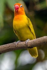 A lovebird (Agapornis) is a type of parrot. There are nine species. They are a social and affectionate small parrot.