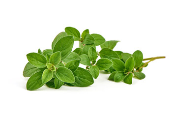 Fresh sweet marjoram herb, isolated on white background