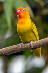 A lovebird (Agapornis) is a type of parrot. There are nine species. They are a social and affectionate small parrot.