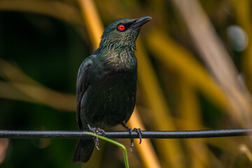 The Asian glossy starling (Aplonis panayensis) is a species of starling in the family Sturnidae. It is found in Bangladesh, Brunei, India, Indonesia
