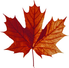 Autumn maple leaf isolated cut out png on transparent background