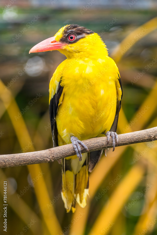 Wall mural The black-naped oriole is medium-sized and overall golden with a strong pinkish bill and a broad black mask and nape