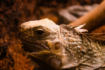 Reptile animal iguana on the tree