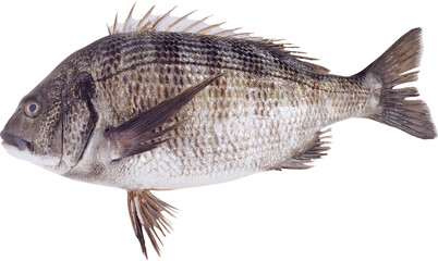 Fish sargo, white seabream isolated on white background (Diplodus sargus)