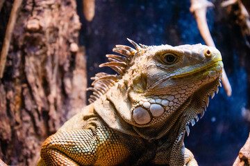 Reptile animal iguana on the tree