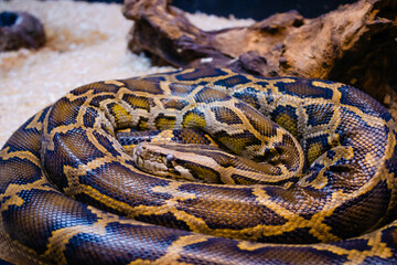 Close up photo of a python
