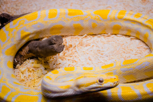 Yellow snake burmese python