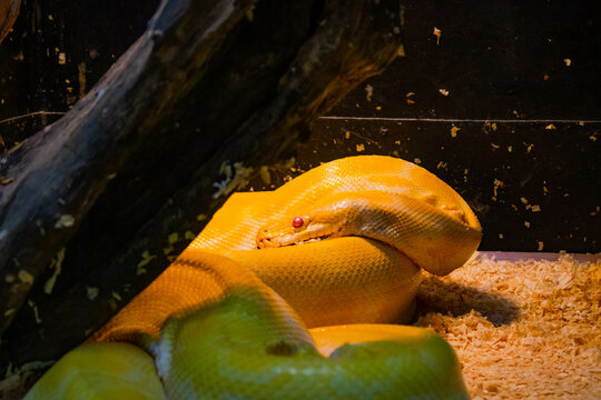 Yellow snake burmese python