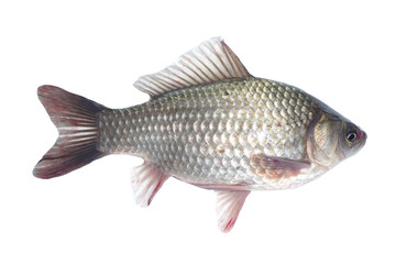 crucian fish isolated on a white background