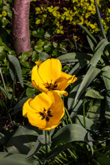 Żółte tulipany.