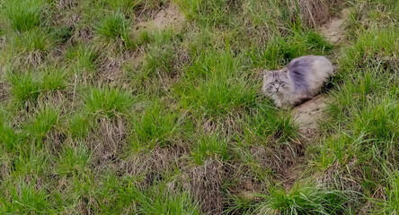 Kot o wyglądzie żbika (lub jenota?!) na trawiastym zboczu. Długowłosy, szary kot siedzi wśród trawy w marcowe popołudnie. - obrazy, fototapety, plakaty