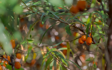 Rokitnik zwyczajny – pomarańczowe jagody krzewu z rodziny oliwkowatych.Wśród zarośli o wydłużonych liściach znajduje się duża ilość bardzo zdrowych owoców, nadających się do spożycia.
 - obrazy, fototapety, plakaty