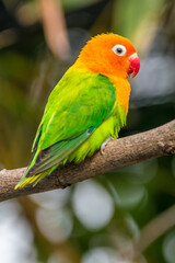 A lovebird (Agapornis) is a type of parrot. There are nine species. They are a social and affectionate small parrot.