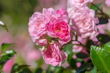 Różowe róże z kroplami deszczu na płatkach kwiatów. Piękne kwiaty na miejskim kwietniku we wrześniowy poranek.