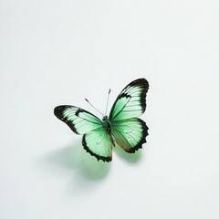 Fototapeta na wymiar butterfly isolated on white