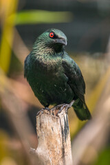 The Asian glossy starling (Aplonis panayensis) is a species of starling in the family Sturnidae. It is found in Bangladesh, Brunei, India, Indonesia