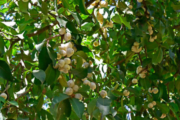 Watery rose apple, water apple or bell fruits (Syzygium aqueum) on tree in Rio de Janeiro