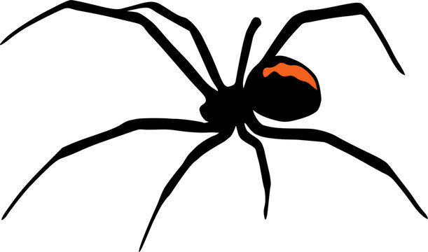 Black Widow Spider