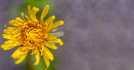 Kwiat mniszka lekarskiego o wyglądzie złotej gwiazdy. Wiosną na chodniku miejskim zakwitł kwiat...
