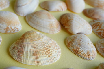 漂白したアサリの貝殻を沢山並べたよ