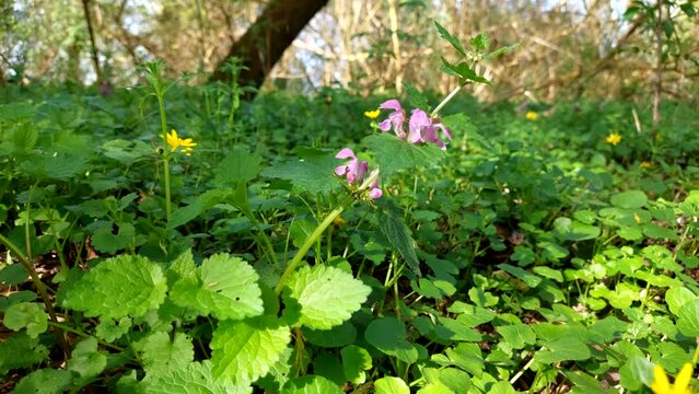 Blossoming flowers of lamium purpureum or red dead-nettle or purple dead-nettle or purple archangel.