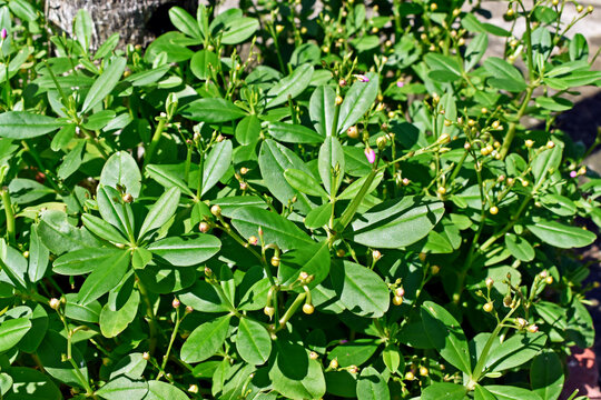 Fameflower or Jewels-of-Opar plant (Talinum paniculatum)