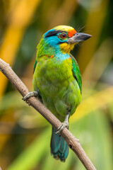 The red-throated barbet (Psilopogon mystacophanos) is a species of bird in the family Megalaimidae