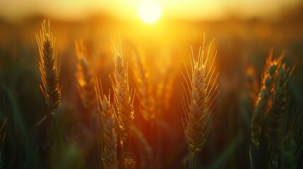 The Golden Wheat Field