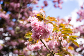 cerisier dans un parc