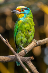 The red-throated barbet (Psilopogon mystacophanos) is a species of bird in the family Megalaimidae