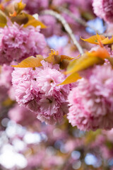 cerisier dans un parc