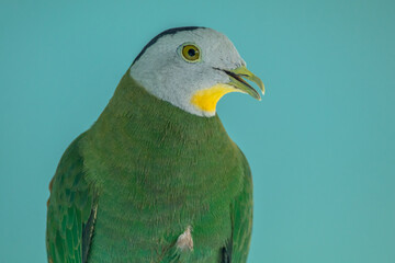 The black-naped fruit dove (Ptilinopus melanospilus), also known as the black-headed fruit dove