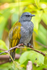 The grey-bellied bulbul (Ixodia cyaniventris) is a species of songbird in the bulbul family. It is found on the Malay Peninsula, Sumatra and Borneo.
