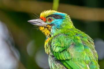 The red-throated barbet (Psilopogon mystacophanos) is a species of bird in the family Megalaimidae