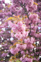 cerisier dans un parc sous la pluie
