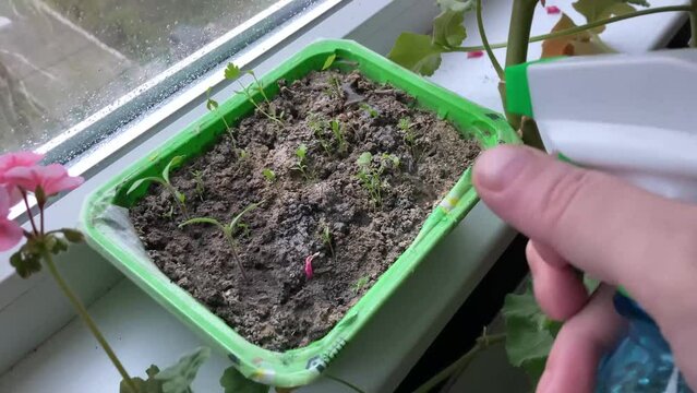 Watering vegetable seedlings with a spray bottle