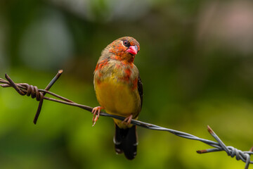 The red avadavat, red munia or strawberry finch, is a sparrow-sized bird of the family Estrildidae. It is found in the open fields and grasslands of tropical Asia and is popular as a cage bird due to 