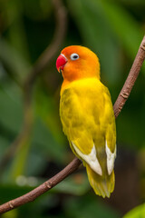 A lovebird (Agapornis) is a type of parrot. There are nine species. They are a social and affectionate small parrot. 