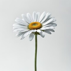 daisy flower on white