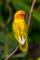 A lovebird (Agapornis) is a type of parrot. There are nine species. They are a social and affectionate small parrot. 