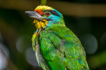 The red-throated barbet (Psilopogon mystacophanos) is a species of bird in the family Megalaimidae