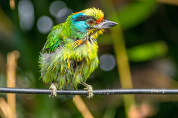 The red-throated barbet (Psilopogon mystacophanos) is a species of bird in the family Megalaimidae