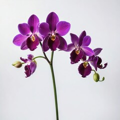 Fototapeta na wymiar orchid flower on white