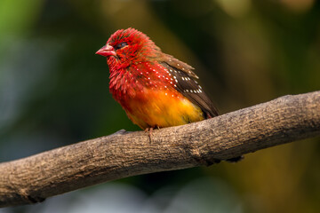 The red avadavat, red munia or strawberry finch, is a sparrow-sized bird of the family Estrildidae. It is found in the open fields and grasslands of tropical Asia and is popular as a cage bird due to 