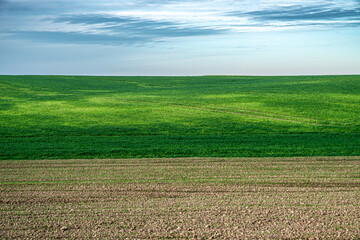 zielone pola i łąki jako minimalistyczne tło naturalne niebem - obrazy, fototapety, plakaty